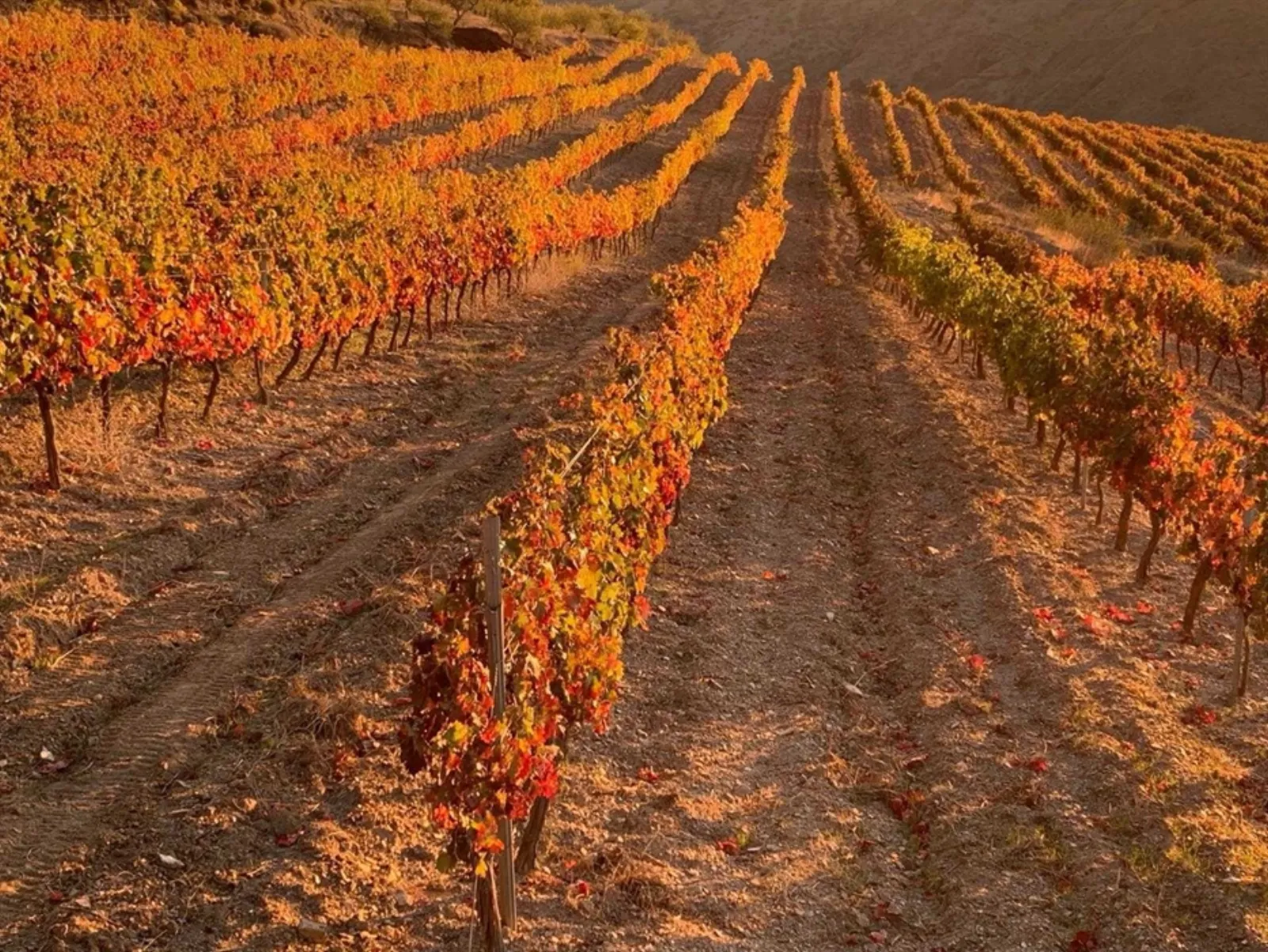 Vinos Y Bodega Piedras Blancas